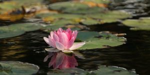 lotus