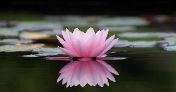 flor-de-lotus